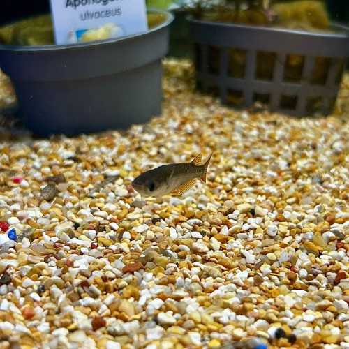 Medaka Black- Oryzias latipes Black Medaka -...