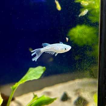 Medaka ABI- Oryzias latipes ABI Medaka - Pesce del riso d’acqua dolce | Per acquari e mini pond
