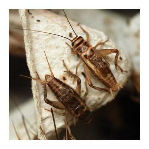 copy of Enchytraeus albidus chironomus blanc 90...