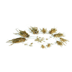 copy of Enchytraeus albidus chironomus blanc 90 ml de nourriture de poisson vivant