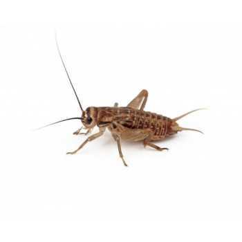 Grilli Small Acheta domestica 5-10 mm - Insetti da Pasto... 2