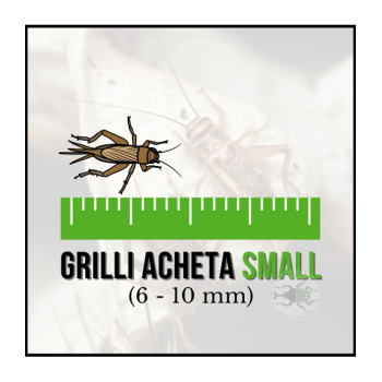 copy of Enchytraeus Albidus Chironomus White 90 ml Live...