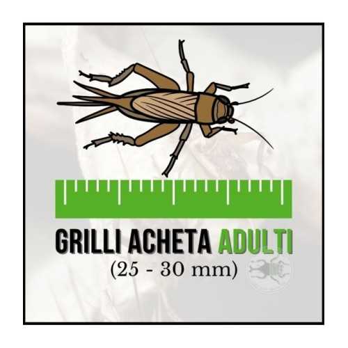 copy of Enchytraeus Albidus Chironomus White 90...