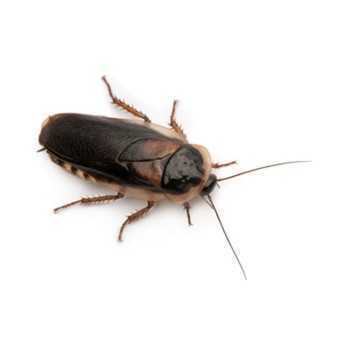 Blatte dubia Sub-Adulta (Blaptica dubia) 30-45 mm (11 pz)... 2