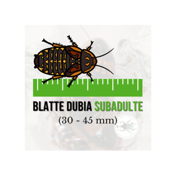 Blatte dubia Sub-Adulta (Blaptica dubia) 30-45 mm (11 pz)...