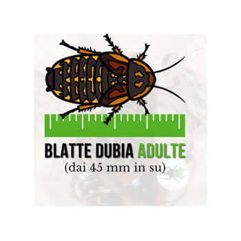 Blatte dubia Adulta (Blaptica dubia) 45 mm in su (9 pz)...