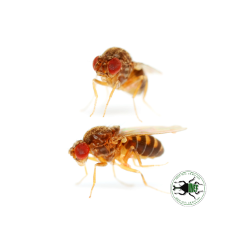 Drosophila hydei 3-4 mm (400 ml) - Moscerino della Frutta...