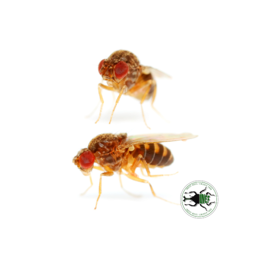 copy of Enchytraeus Albidus Chironomus White 90...