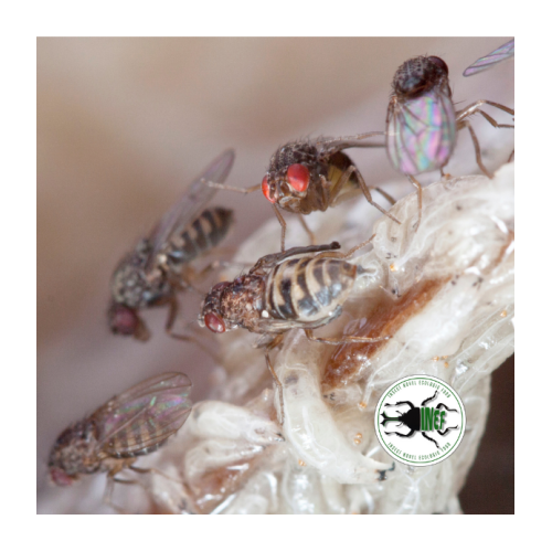 Drosophila hydei 3-4 mm (400 ml) - Moscerino...