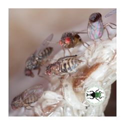 Drosophila hydei 3-4 mm (400 ml) - Moscerino della Frutta Senza Ali per Rettili, Anfibi e Invertebrati