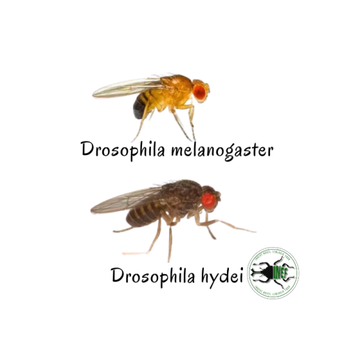 Drosophila hydei 3-4 mm (400 ml) - Moscerino...