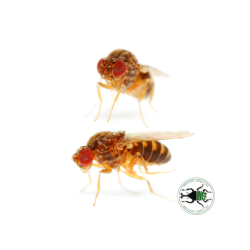 Drosophila melanogaster 2-3 mm (400 ml) - Moscerino della Frutta Senza Ali per Baby Rettili, Anfibi e Micro Predatori
