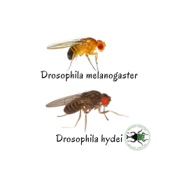 Drosophila melanogaster 2-3 mm (400 ml) - Moscerino della Frutta Senza Ali per Baby Rettili, Anfibi e Micro Predatori
