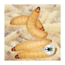 Camole del Miele (Galleria mellonella) 30 pezzi - Larve Nutrienti e Super Appetibili per Rettili, Anfibi e Animali Insettivori