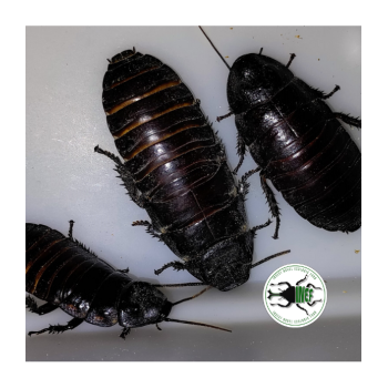 Gromphadorhina portentosa Adulta - Blatta Fischiante del...