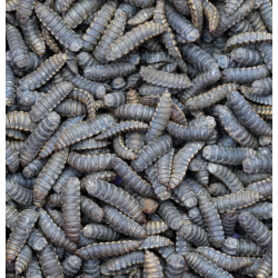 copy of Enchytraeus Albidus Chironomus White 90 ml Live Fish Food Food