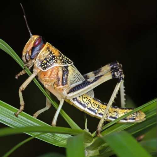 Locuste Subadulte (Schistocerca gregaria) 11...