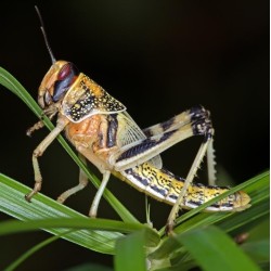 Locuste Subadulte (Schistocerca gregaria) 11 pezzi - Insetto da Pasto Naturale e Proteico per Rettili e Animali Insettivori