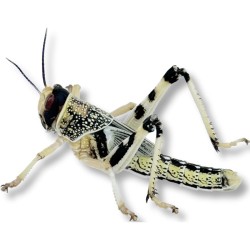 Locuste Subadulte (Schistocerca gregaria) 11 pezzi - Insetto da Pasto Naturale e Proteico per Rettili e Animali Insettivori