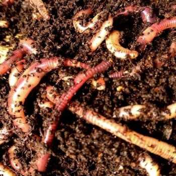 Lombrico Veronese Dendrobaena veneta per Rettili, Pesci |...