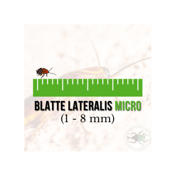Blatte Lateralis Micro (Shelfordella lateralis) 1-8 mm...