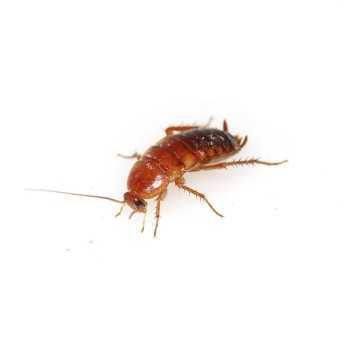Blatte Lateralis Small (Shelfordella lateralis) 8-15 mm... 2