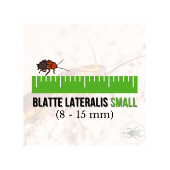 Blatte Lateralis Small (Shelfordella lateralis) 8-15 mm...