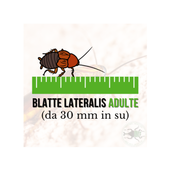 Blatte Lateralis Medie (Shelfordella lateralis) 30 mm in...