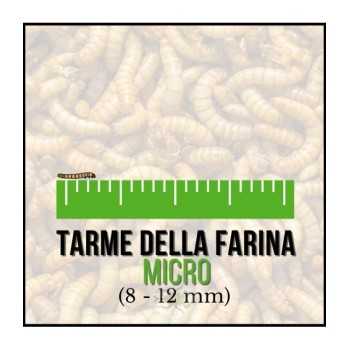 Tarme della Farina Micro (Tenebrio molitor) 8-12 mm (50...