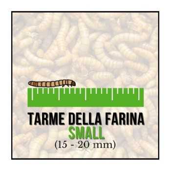 Tarme della Farina Small (Tenebrio molitor) 15-20 mm (50...