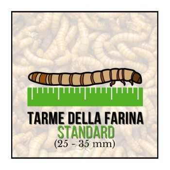 Tarme della Farina Standard (Tenebrio molitor) 25-35 mm -...