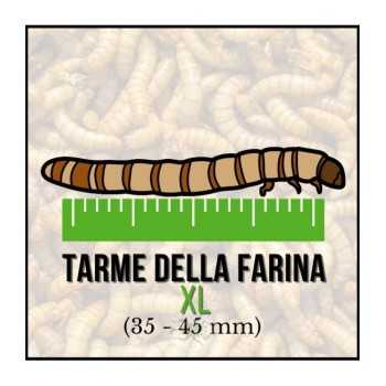 Tarme della Farina XL (Tenebrio molitor) 35-55 mm -...