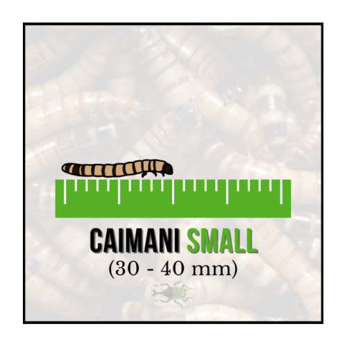 Caimani Small (Zophobas morio) 30-40 mm -...