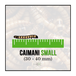 Caimani Small (Zophobas morio) 30-40 mm - Insetti da Pasto Vivi ad Alto Valore Proteico per Rettili e Animali Insettivori