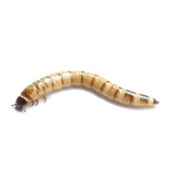 Caimani Small (Zophobas morio) 30-40 mm - Insetti da... 2