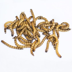 Caimani Small (Zophobas morio) 30-40 mm - Insetti da Pasto Vivi ad Alto Valore Proteico per Rettili e Animali Insettivori