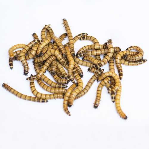 copy of Enchytraeus Albidus Chironomus White 90...