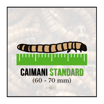 Caimani Standard (Zophobas morio) 60-70 mm - Insetti da...