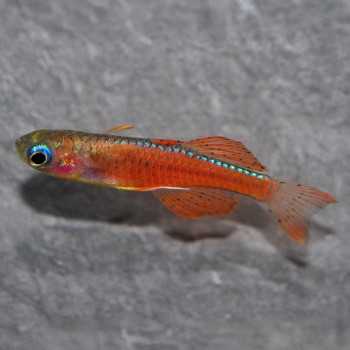 Pseudomugil Luminatus Red Neon Blue Eye - Pesce Tropicale Nano Pacifico per Acquari 2