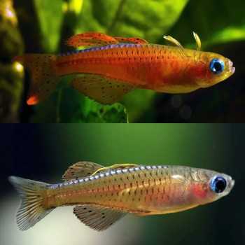 Pseudomugil Luminatus Red Neon Blue Eye - Pesce Tropicale Nano Pacifico per Acquari