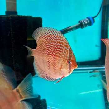 Discus Red Scribbelt 7-8 cm - Discus Rosso Intenso... 2