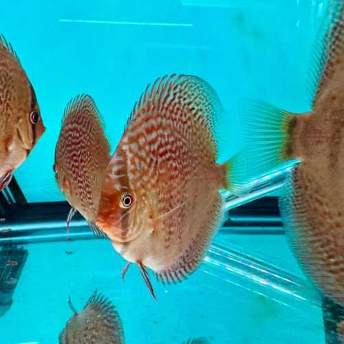 Discus Red Scribbelt 7-8 cm - Discus Rosso...