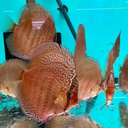 copy of Cobalt Discus 13/15 cm