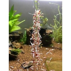 Shrimp Stick - Lecca lecca Polline per caridine e gamberetti (10 pezzi) - Ceramic Nature