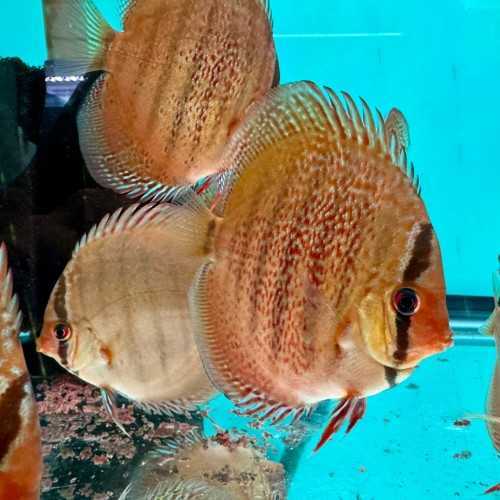 copy of Cobalt Discus 13/15 cm