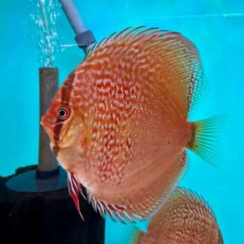 Discus Red Scribbelt 10-12 cm - Discus Rosso Intenso...
