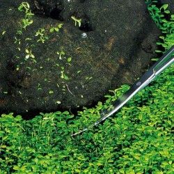 Aquael Scissors - Forbici Curve 25 cm in Acciaio Inossidabile per Aquascaping Potatura Piante Acquario
