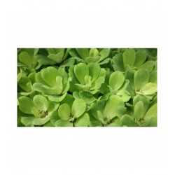 Pistia Stratiotes floating