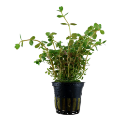 Rotala rotundifolia in jar - Tropica