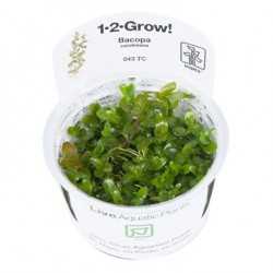 Bacopa caroliniana in cup - Tropica
